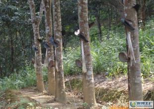 建筑裝修裝飾工程,園林古建筑工程_二手設備轉(zhuǎn)讓_世界工廠網(wǎng)中國產(chǎn)品信息庫